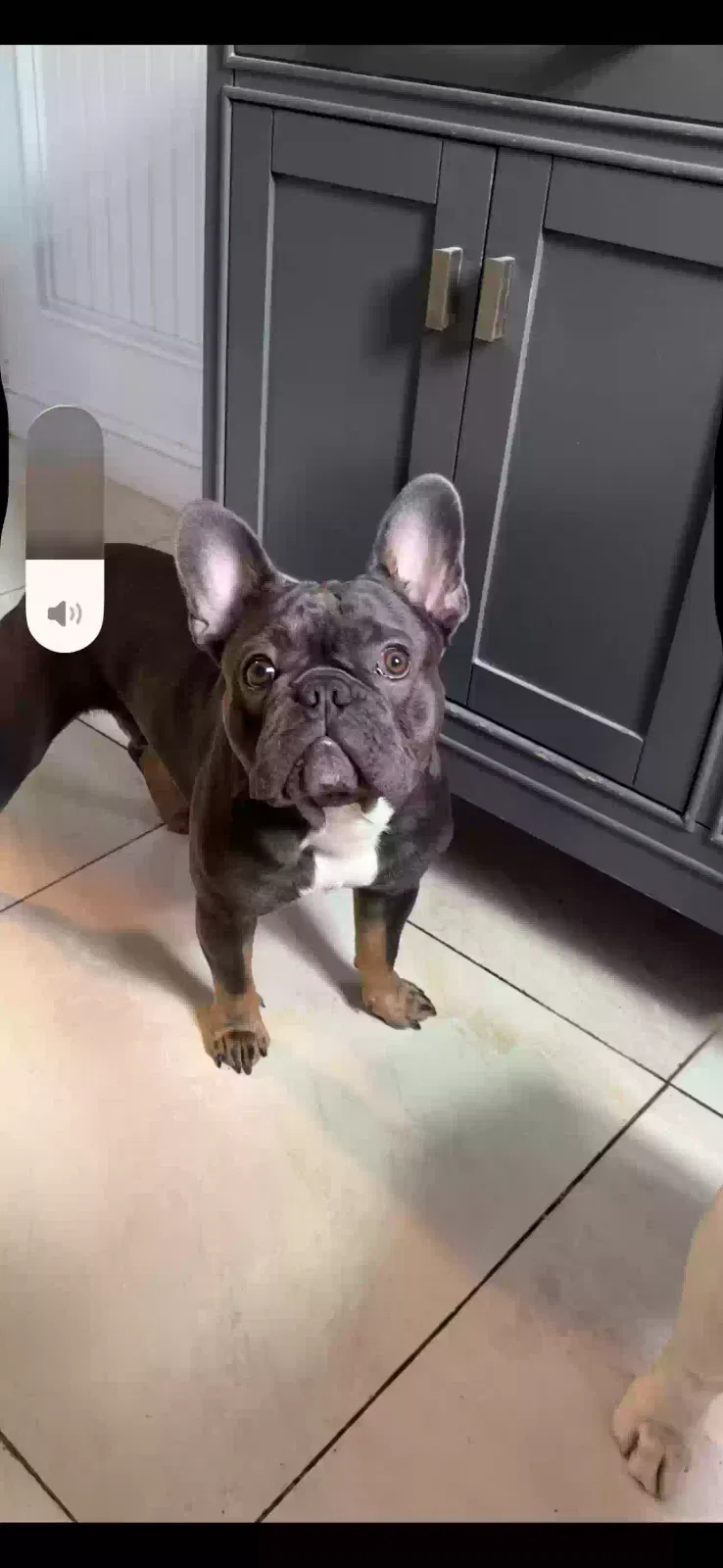 Lost dog in Anaheim, CA, 92801