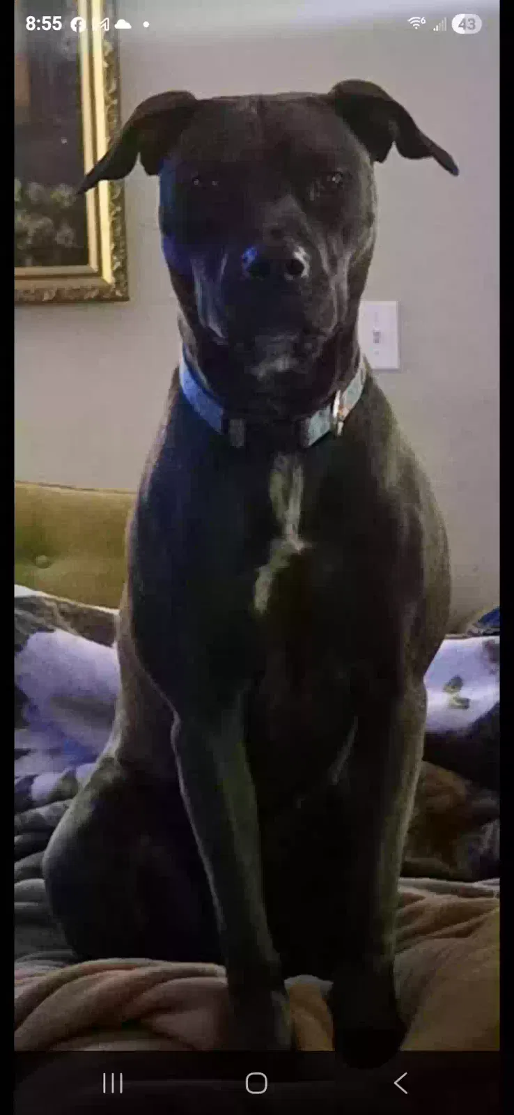 Lost dog in Columbia, SC, 29229