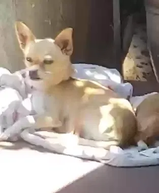 Lost dog in Oceanside, CA, 92054