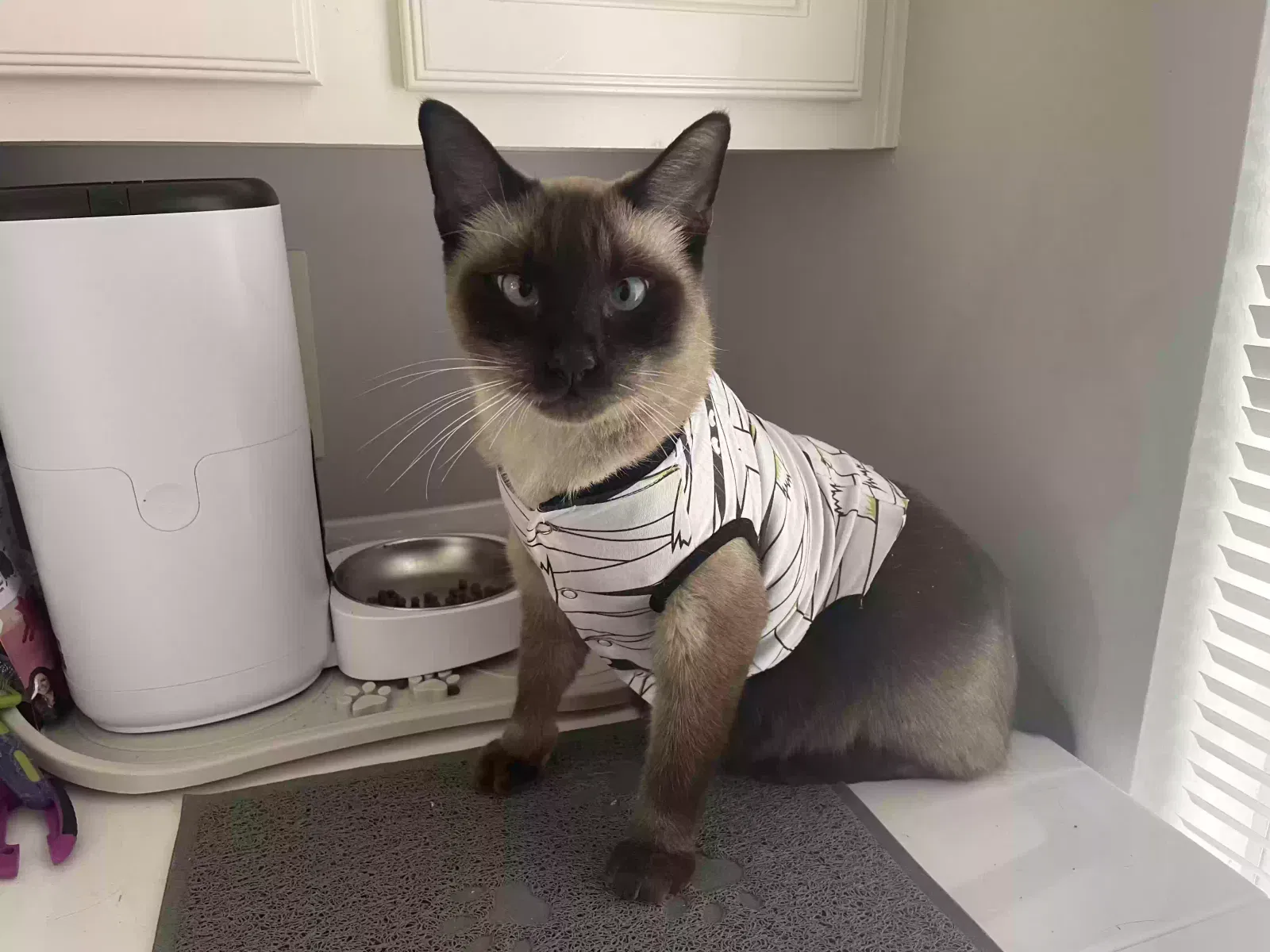 Lost cat in Houston, TX, 77059