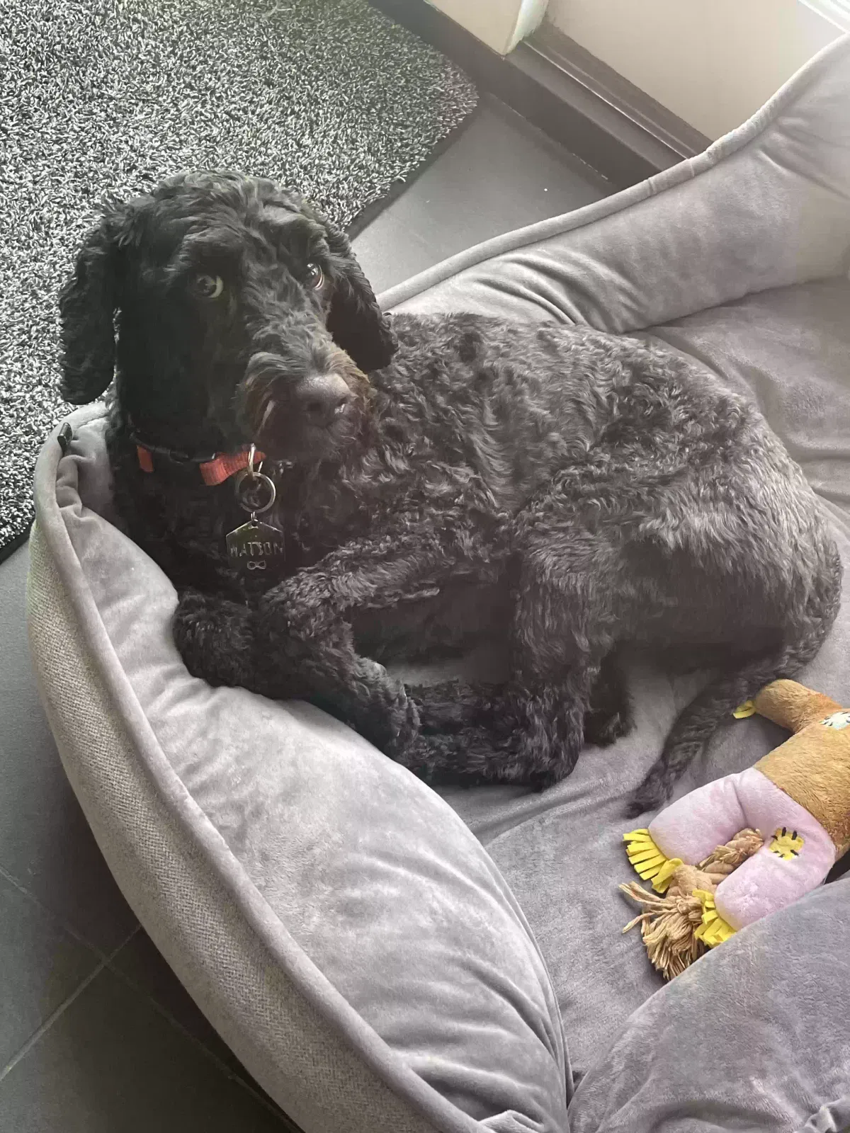 Lost dog in Yorba Linda, CA, 92887