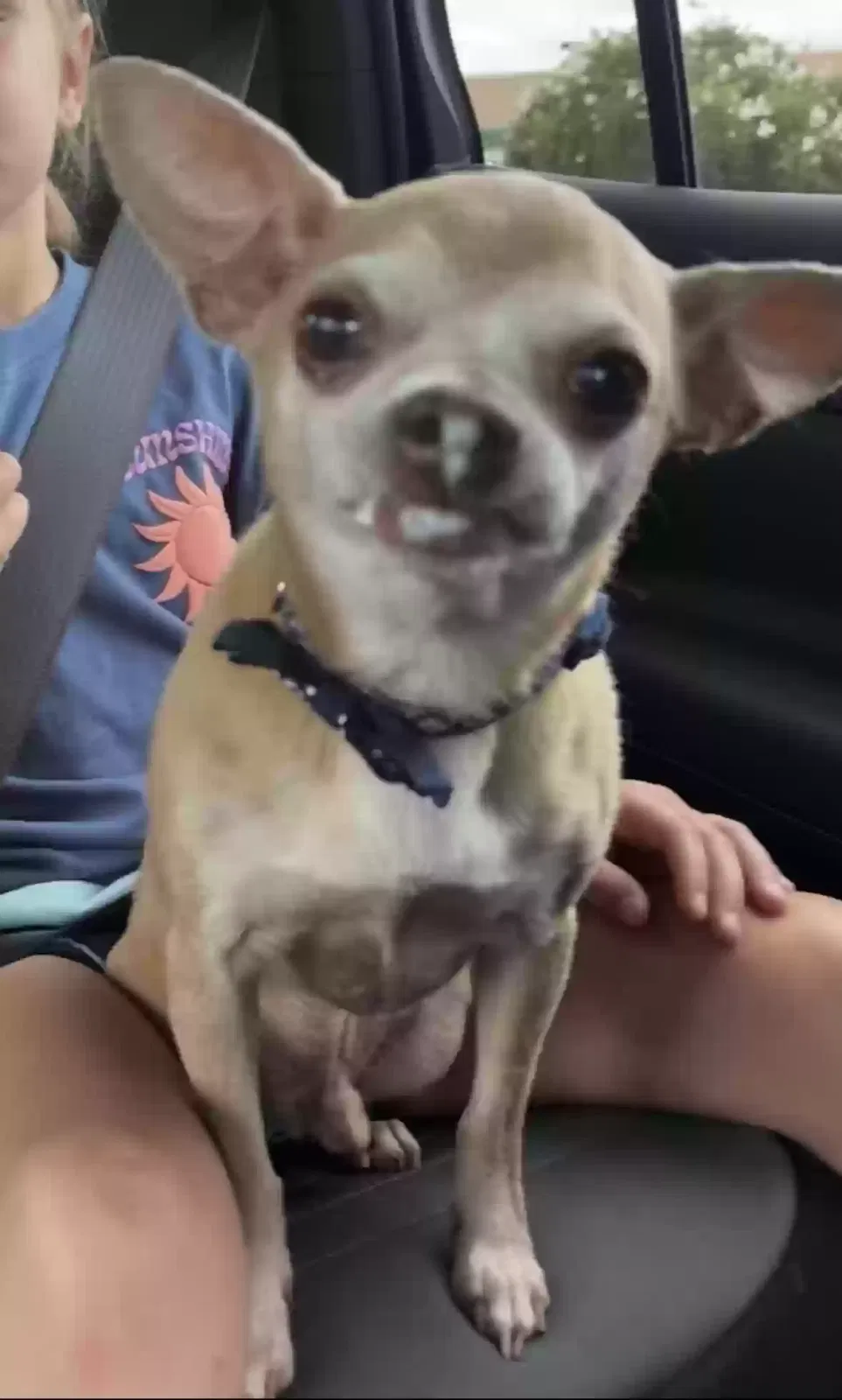 Lost dog in Elon, NC, 27244