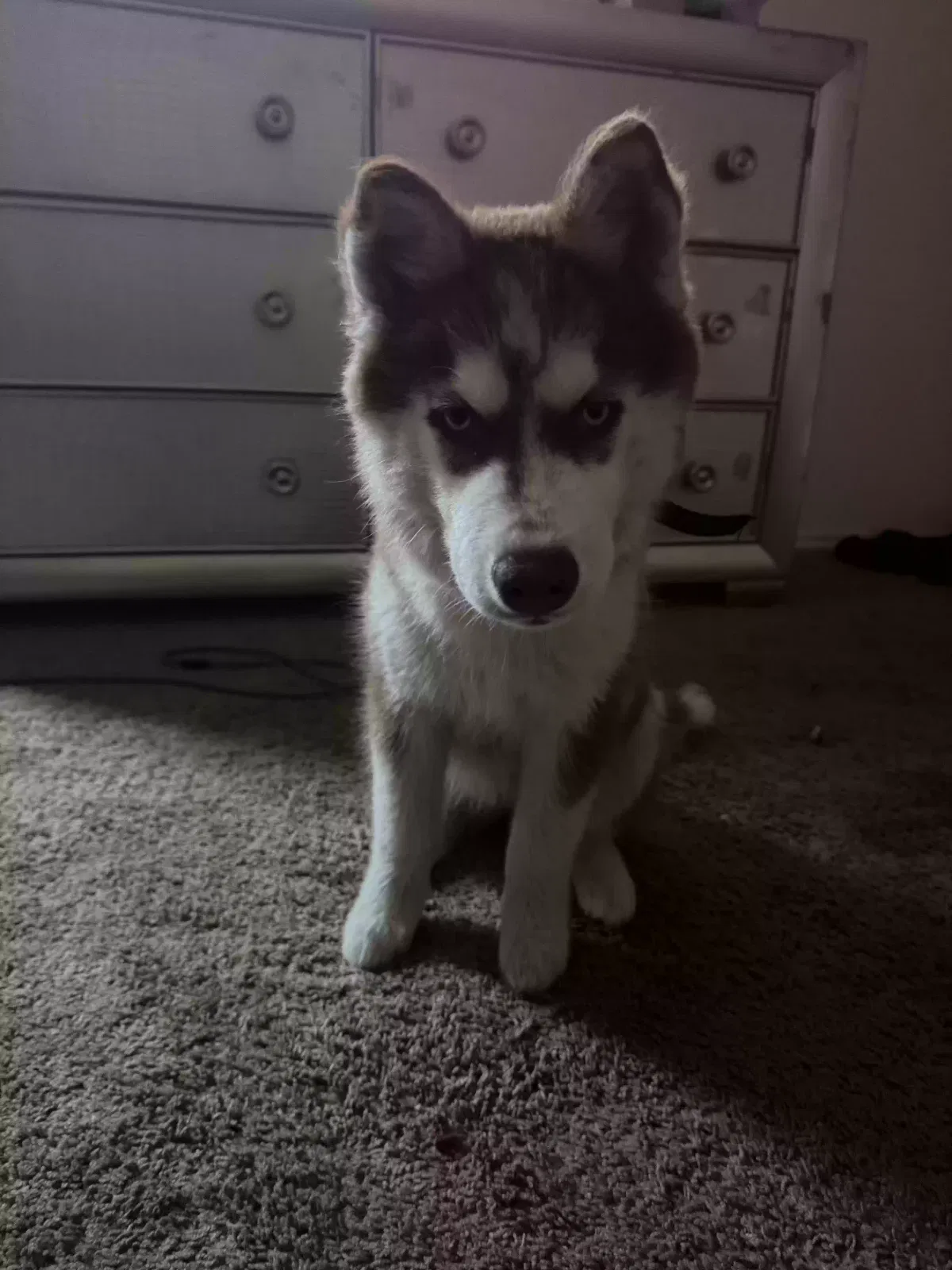 Lost dog in Arlington, TX, 76012