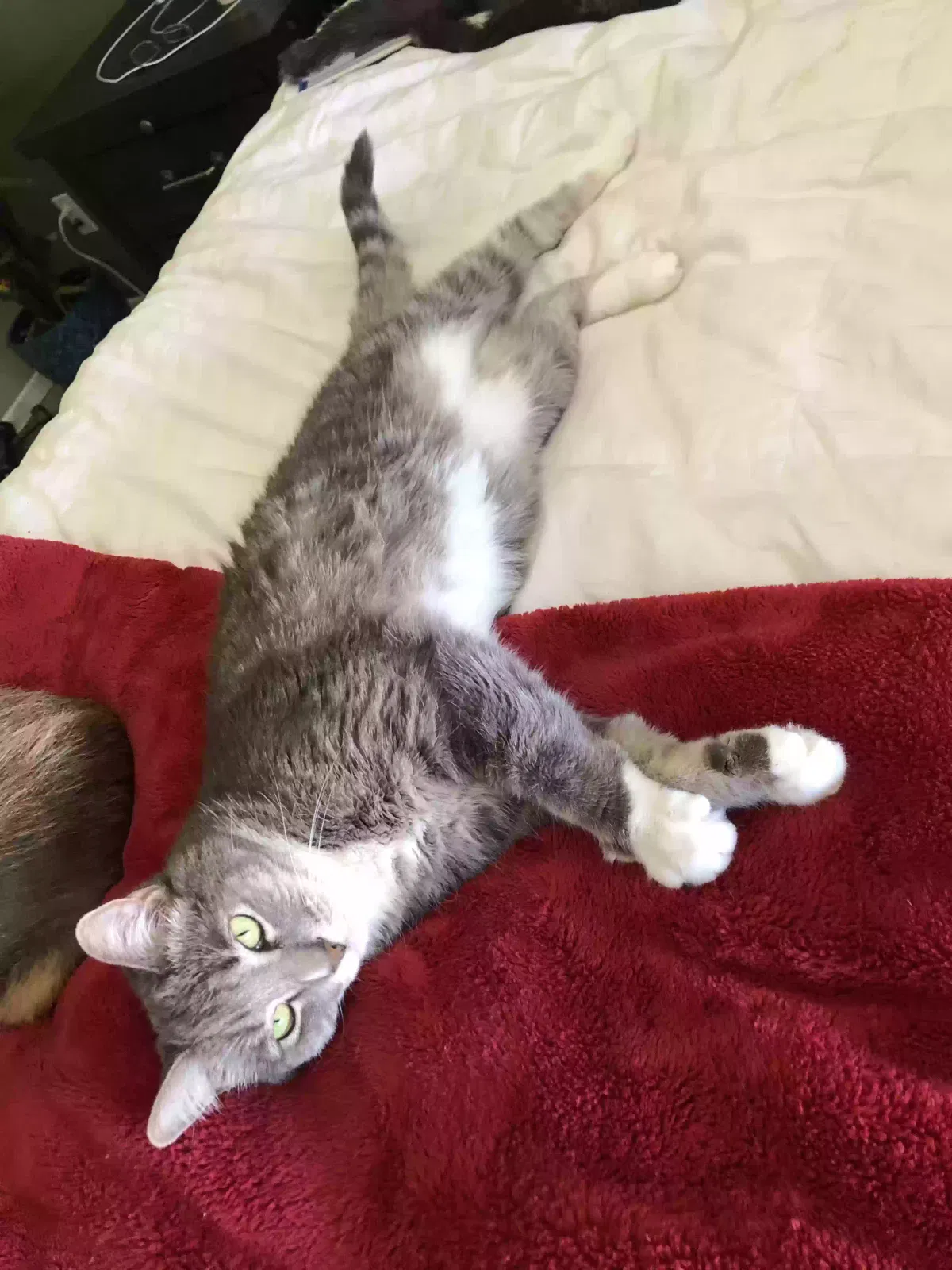 Lost cat in Palm Desert, CA, 92260