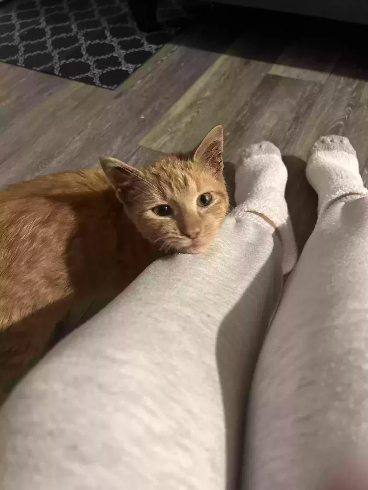 Found cat in Rockville Centre, NY, 11570