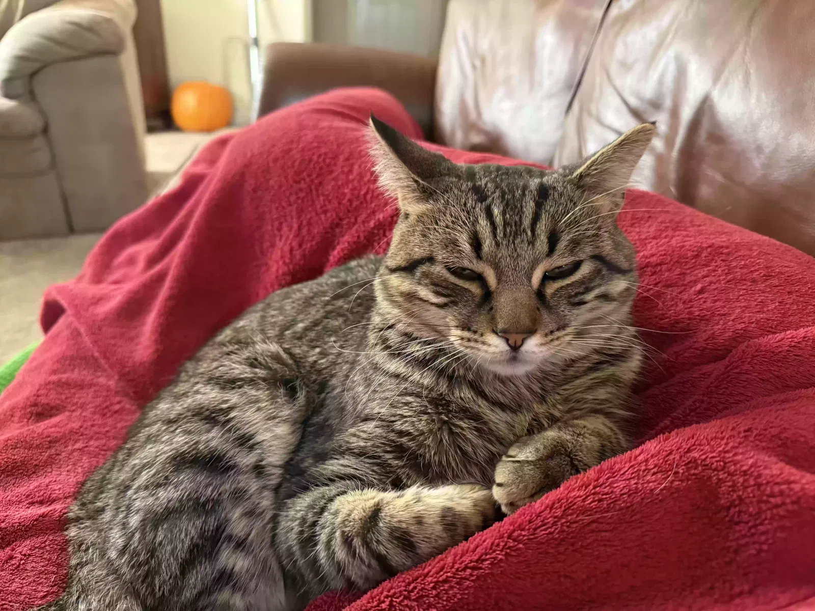 Lost cat in Colorado Springs, CO, 80921