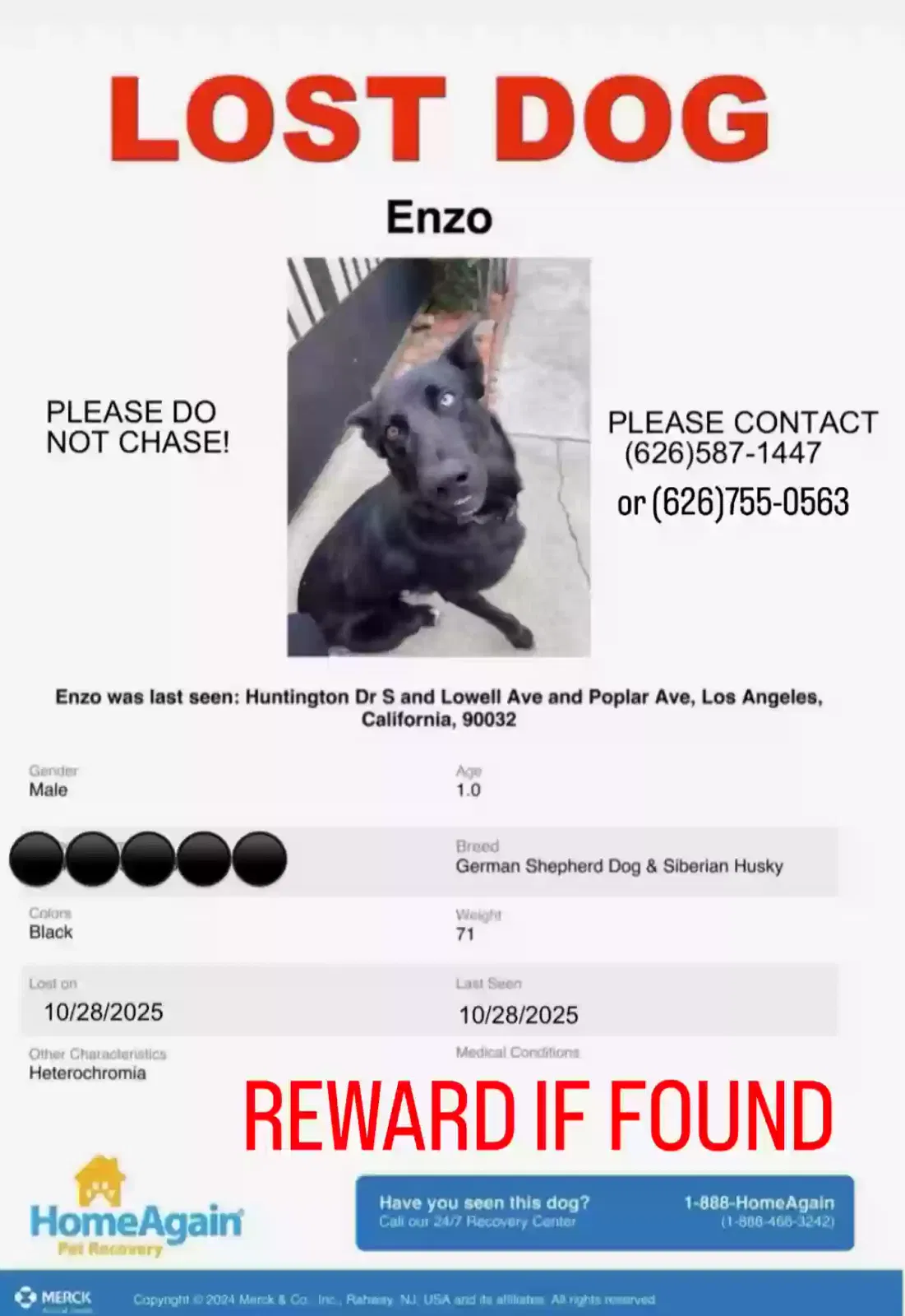 Lost dog in Los Angeles, CA, 90032