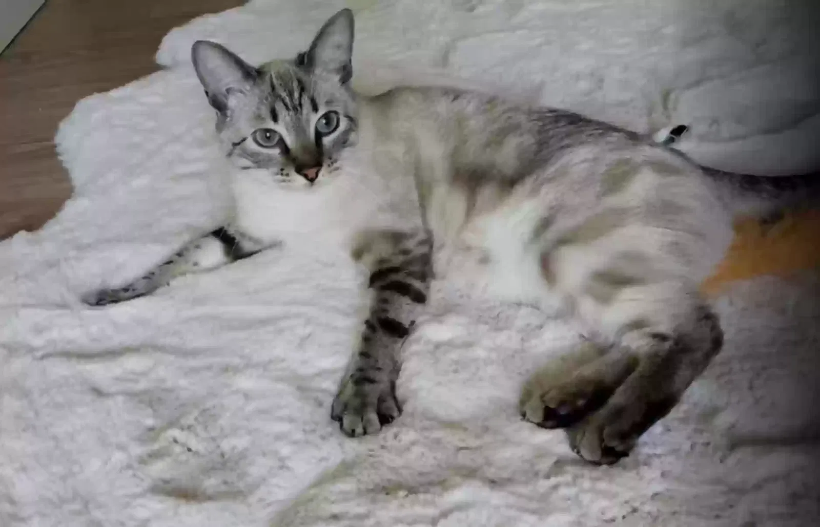 Lost cat in Queen Creek, AZ, 85142