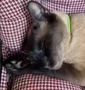 Lost cat in Tobaccoville, NC, 27050