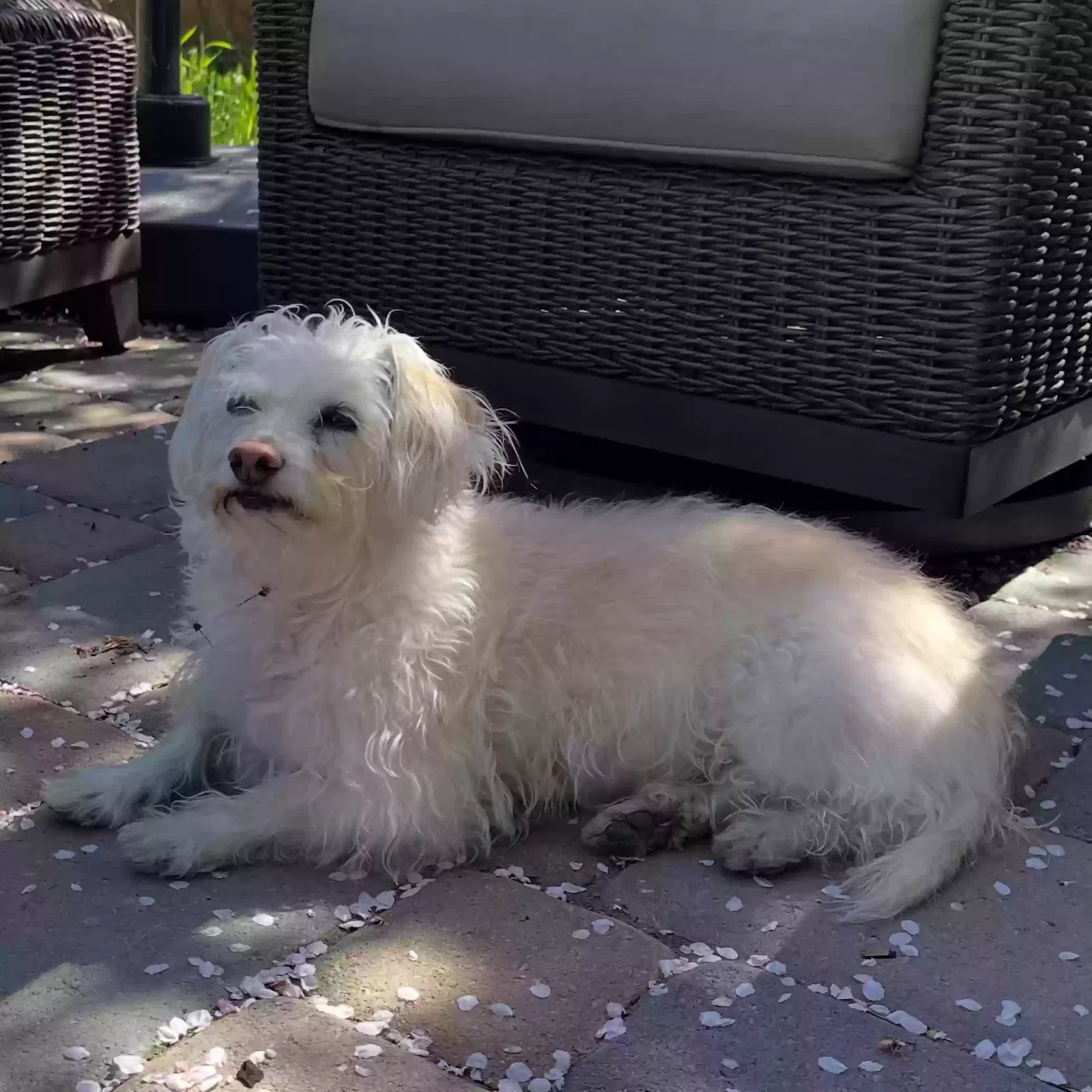 Lost dog in Oakland, CA, 94618