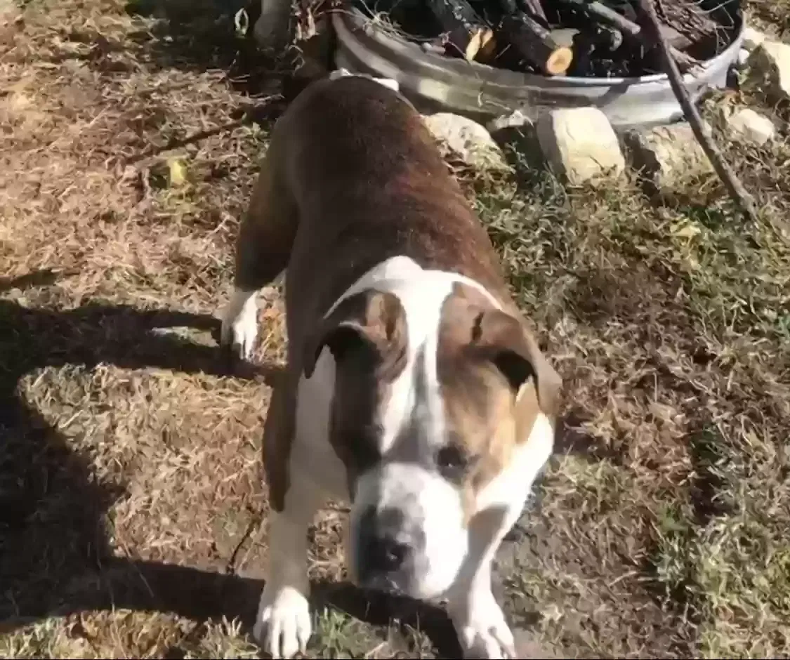 Lost dog in South Bend, IN, 46614