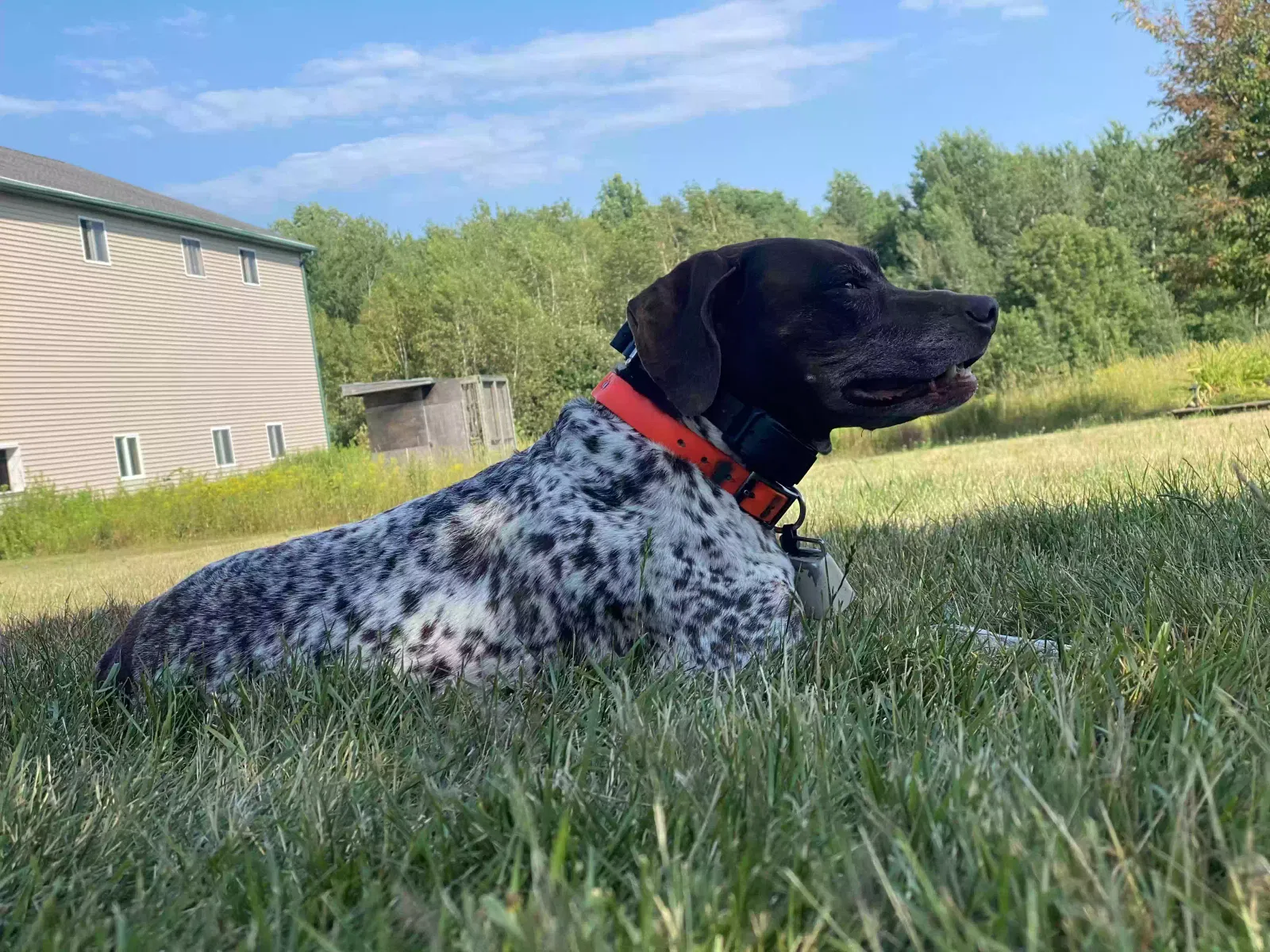 Lost dog in Worthington, MA, 1098