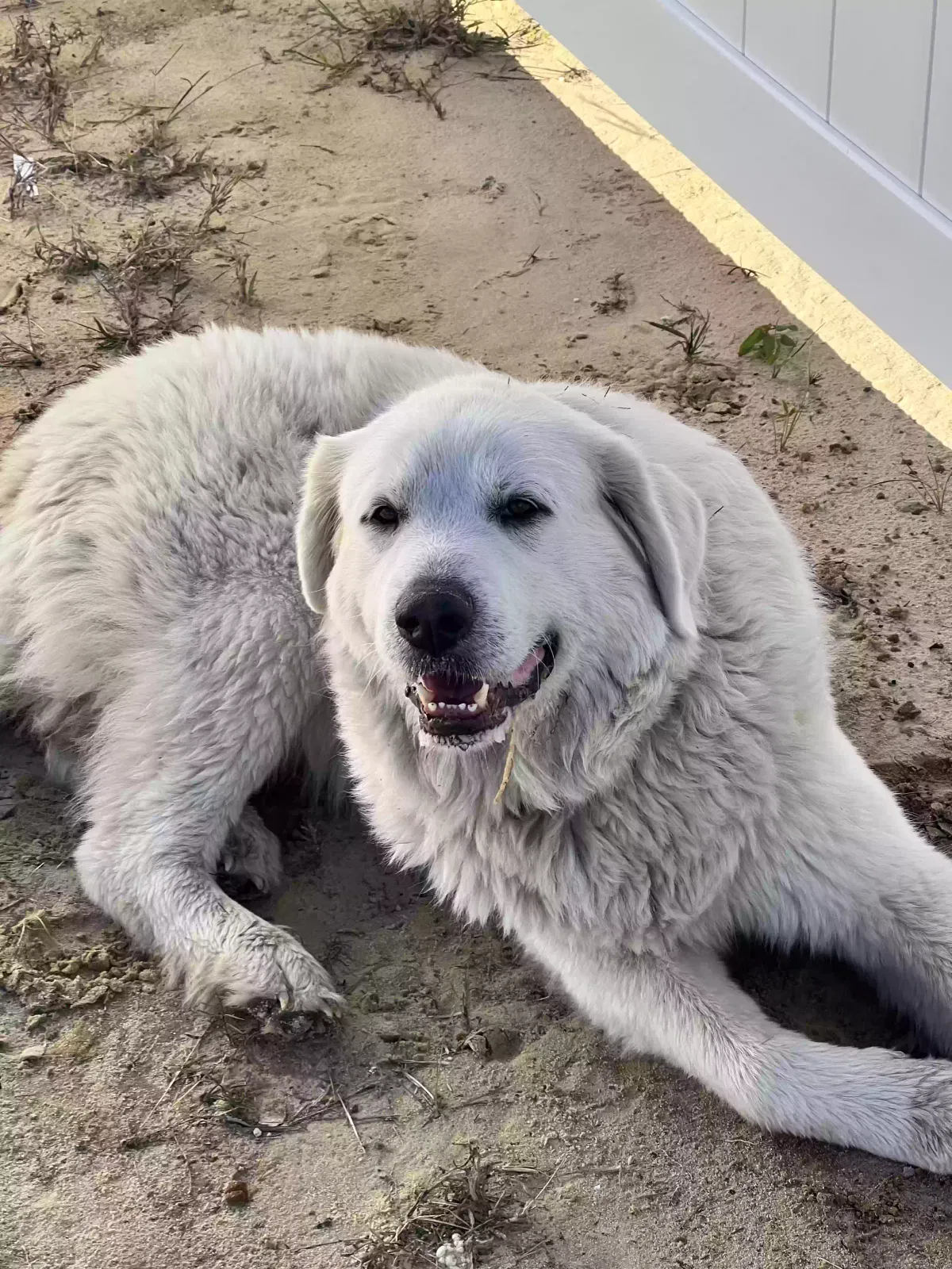Found dog in Galivants Ferry, SC, 29544