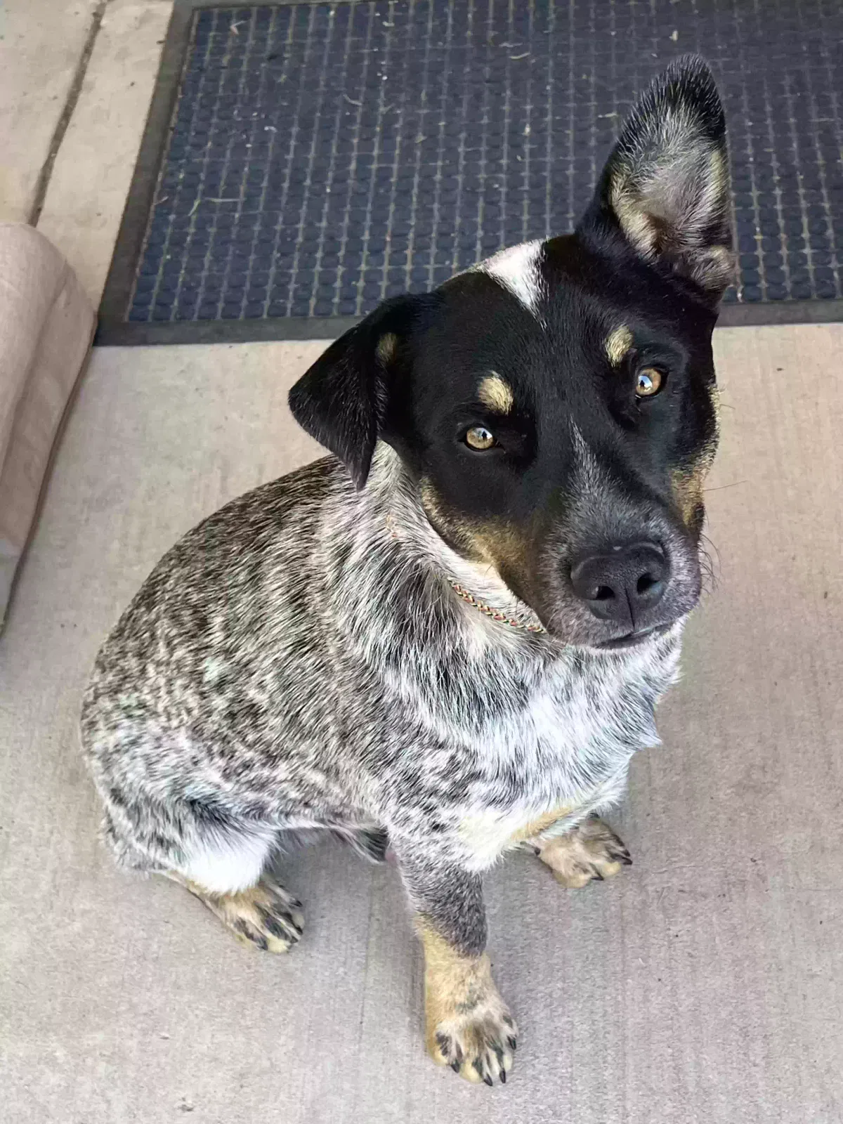 Found Dog