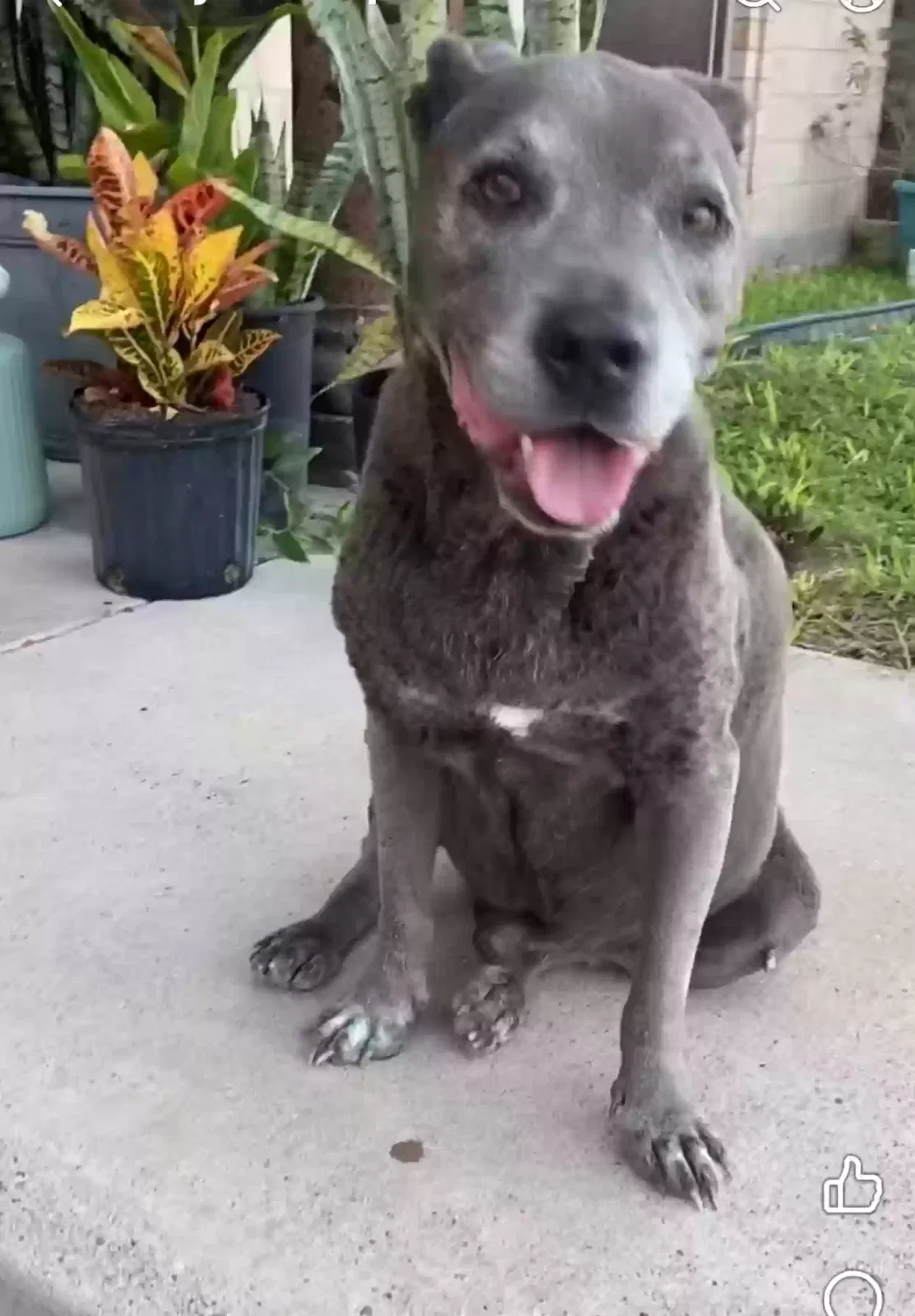 Found dog in Edinburg, TX, 78541