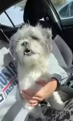 Found dog in Lubbock, TX, 79414
