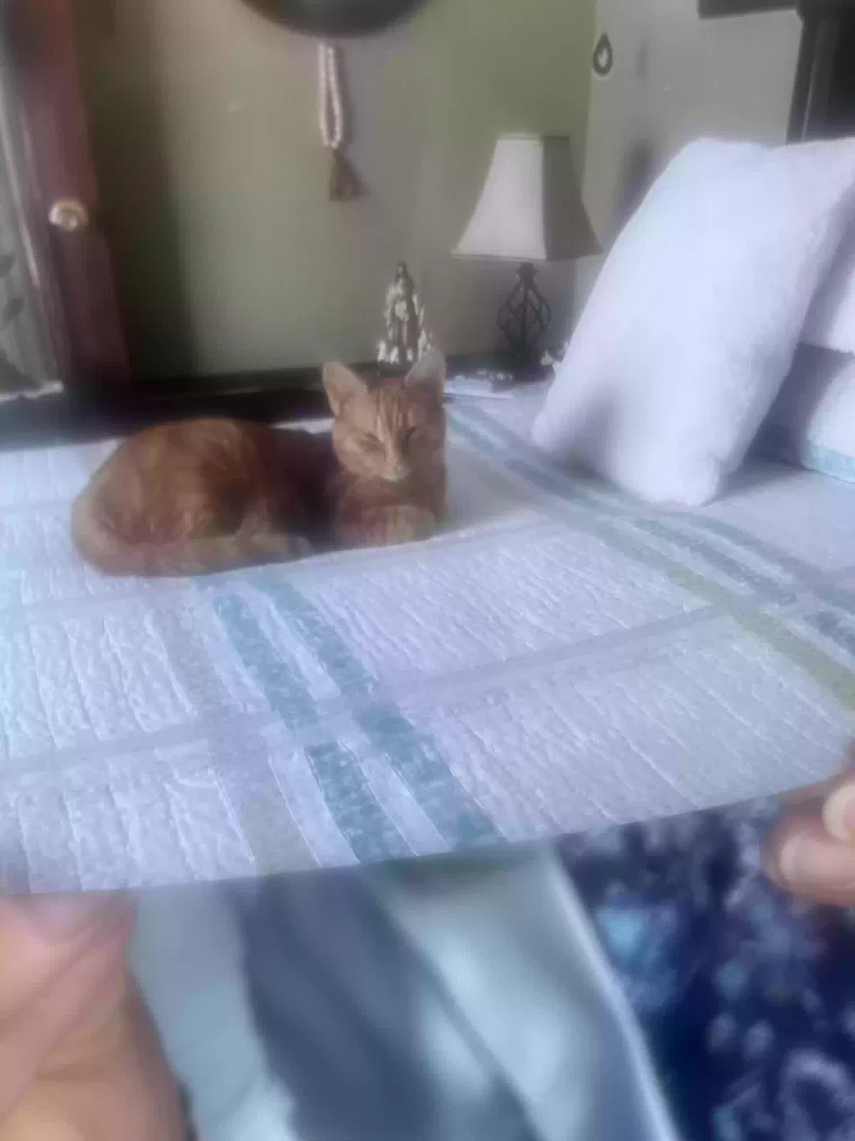 Lost cat in Indianapolis, IN, 46234