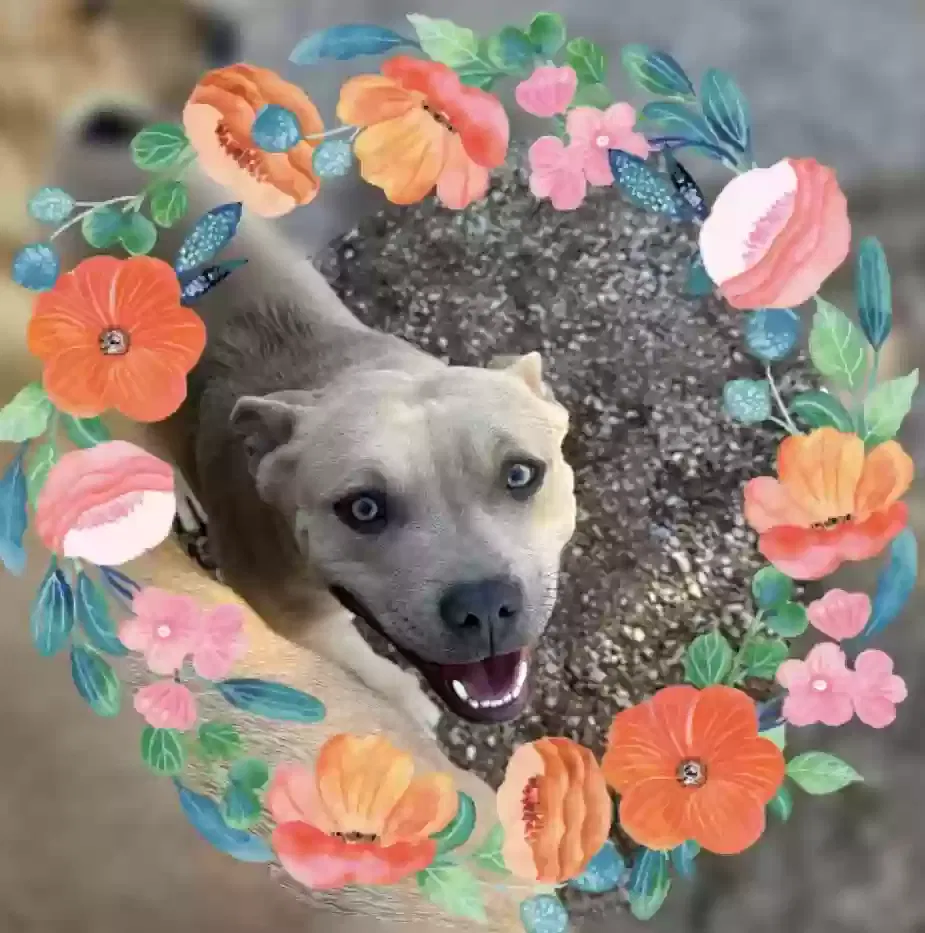 Found dog in Apple Valley, CA, 92308