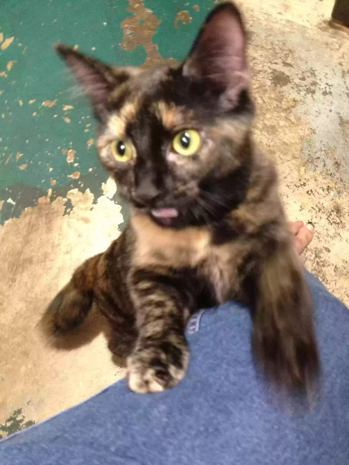 Missing Cat