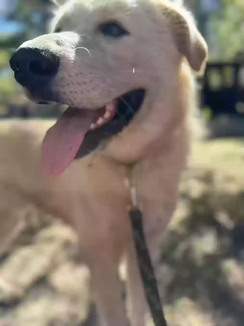 Found dog in Interlachen, FL, 32148