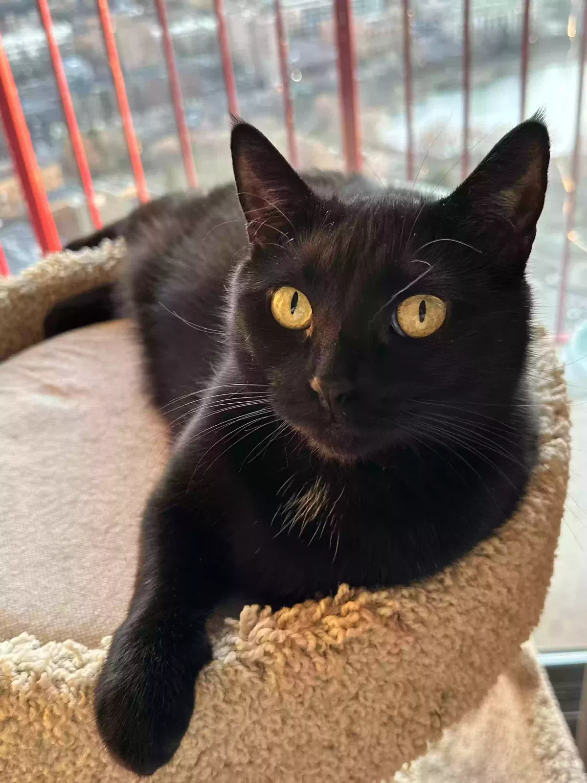 Lost cat in Sunapee, NH, 3782