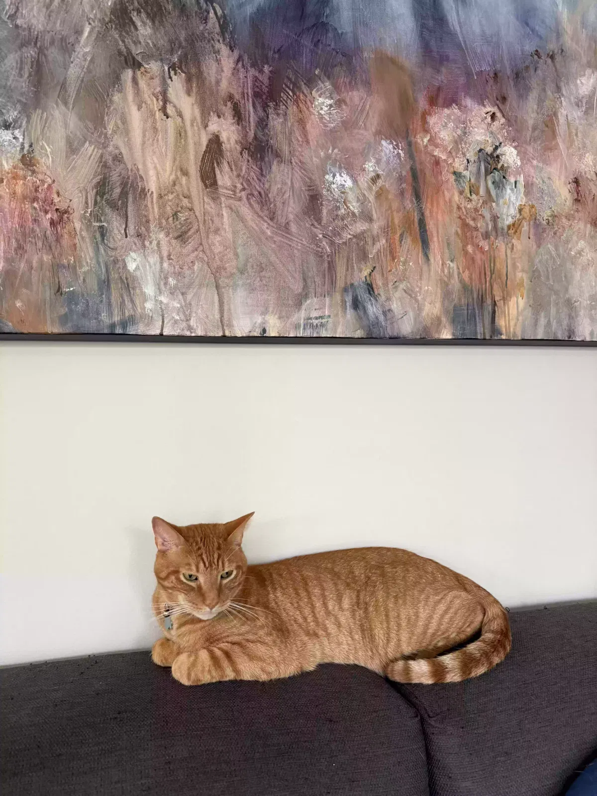 Lost cat in Mebane, NC, 27302