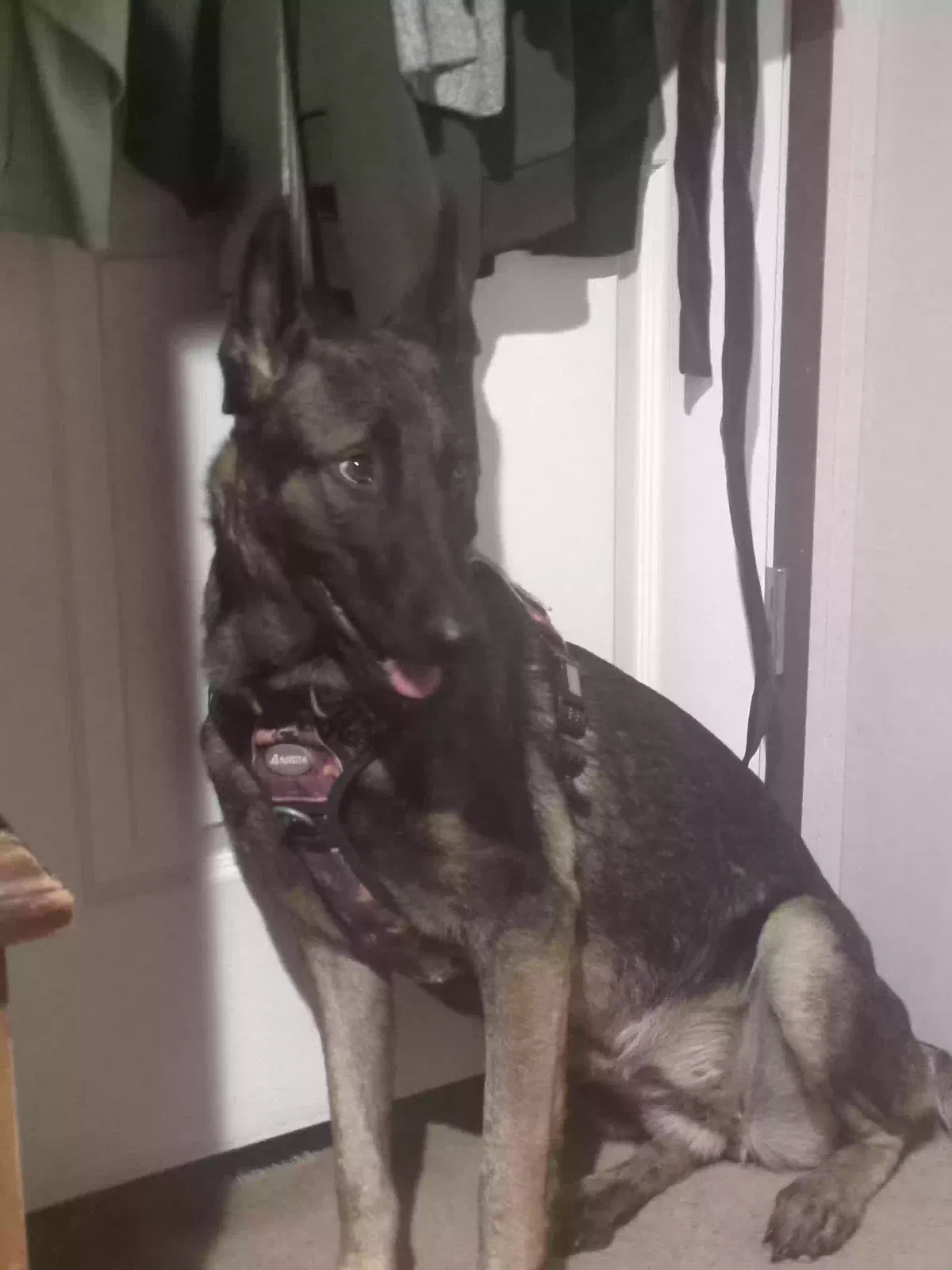 Found Dog