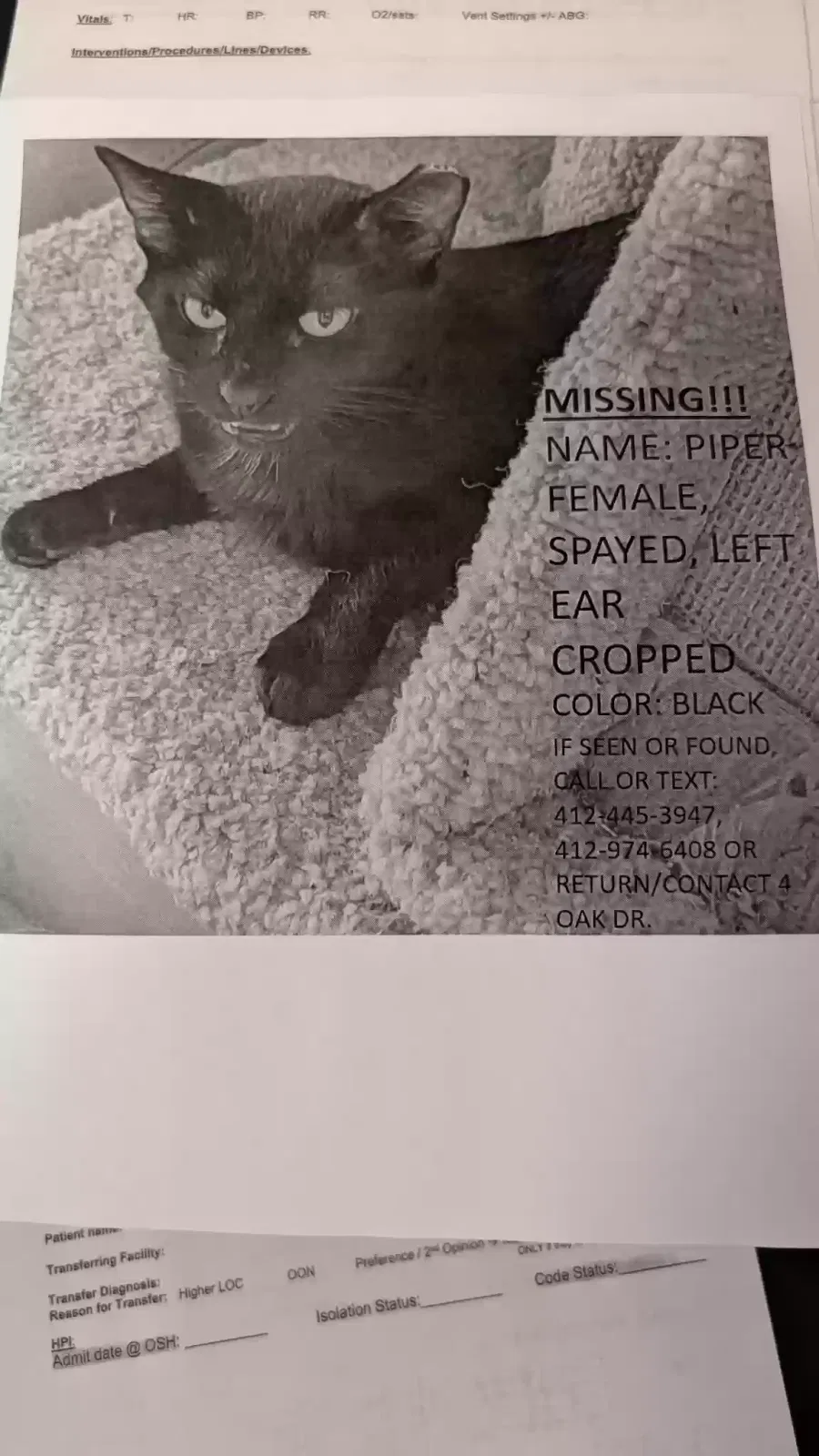 Lost cat in Leetsdale, PA, 15056
