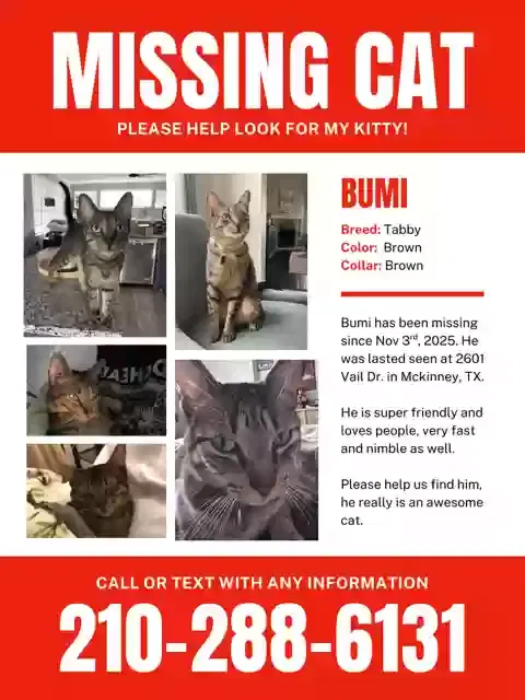Lost cat in Mckinney, TX, 75070