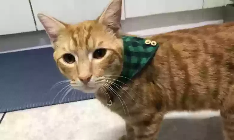 Found cat in Hollywood, FL, 33023