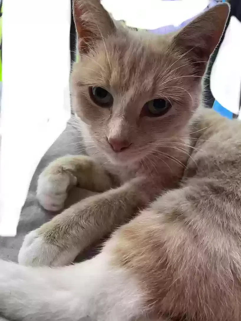 Found cat in El Sobrante, CA, 94803