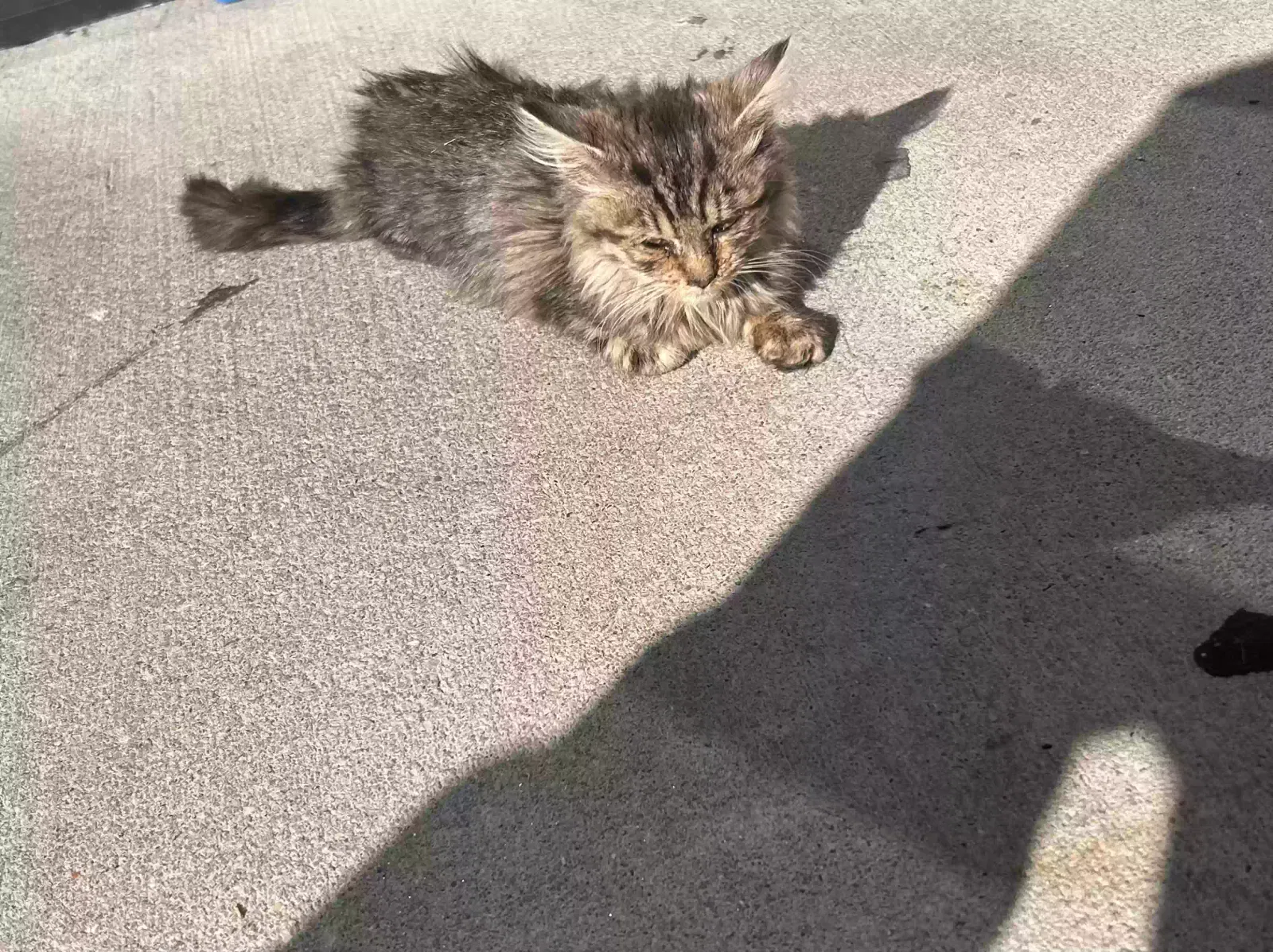Found cat in Mays Landing, NJ, 8330