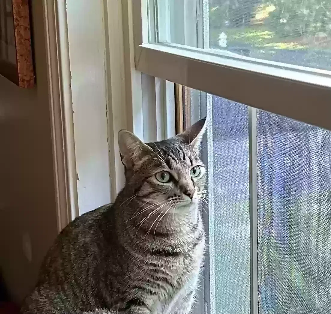 Lost cat in Nashua, NH, 3062
