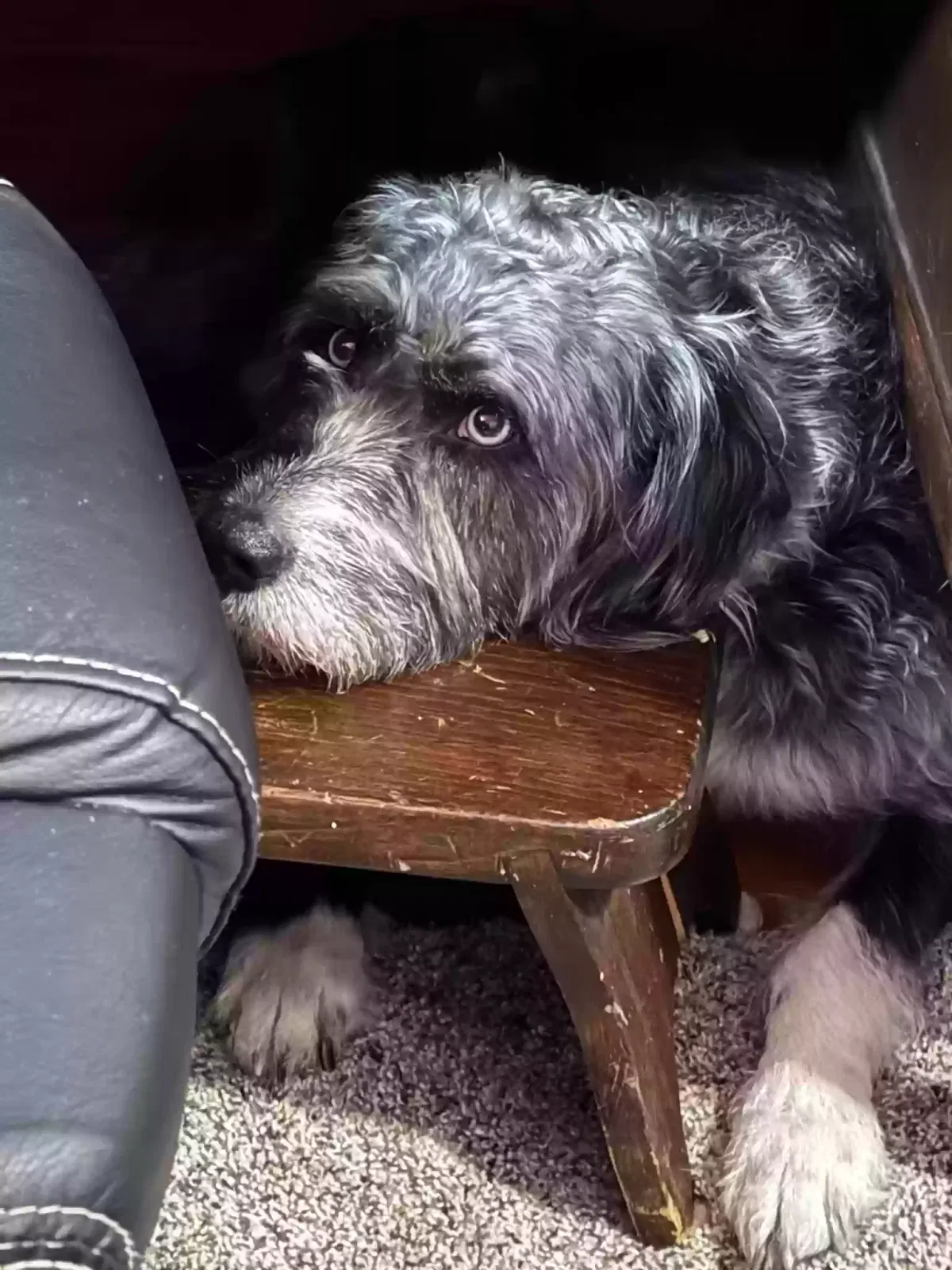 Lost dog in Plymouth, PA, 18651