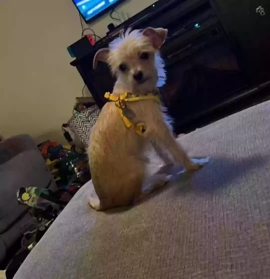 Lost dog in Adkins, TX, 78101