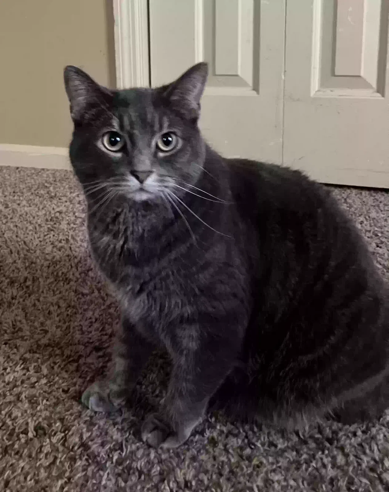 Lost cat in Richmond, KY, 40475