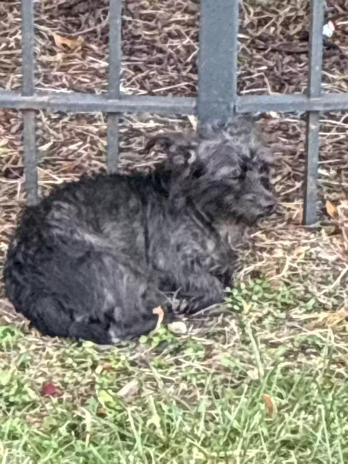 Found dog in Brentwood, MD, 20722
