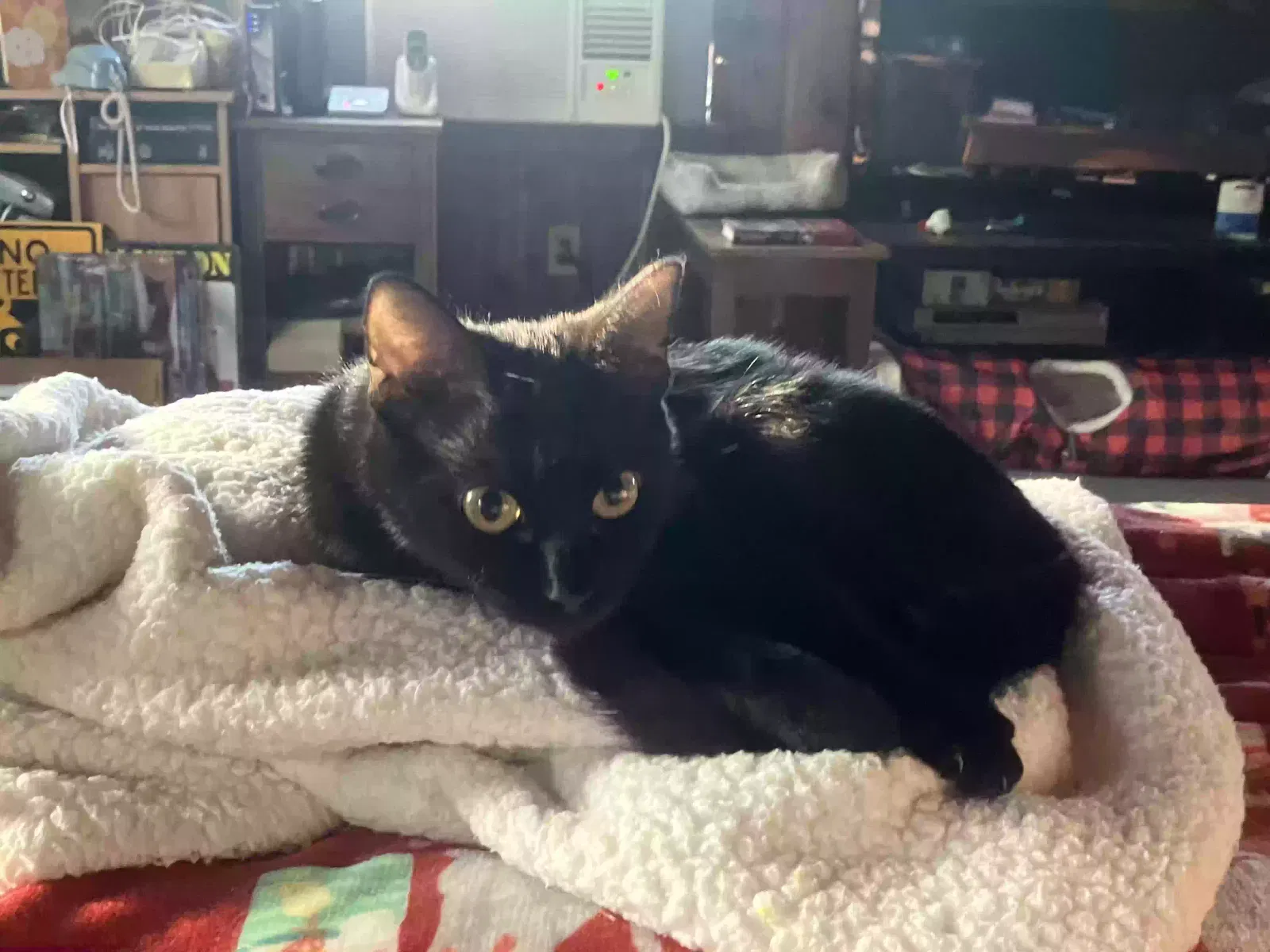 Lost cat in Durham, NC, 27703