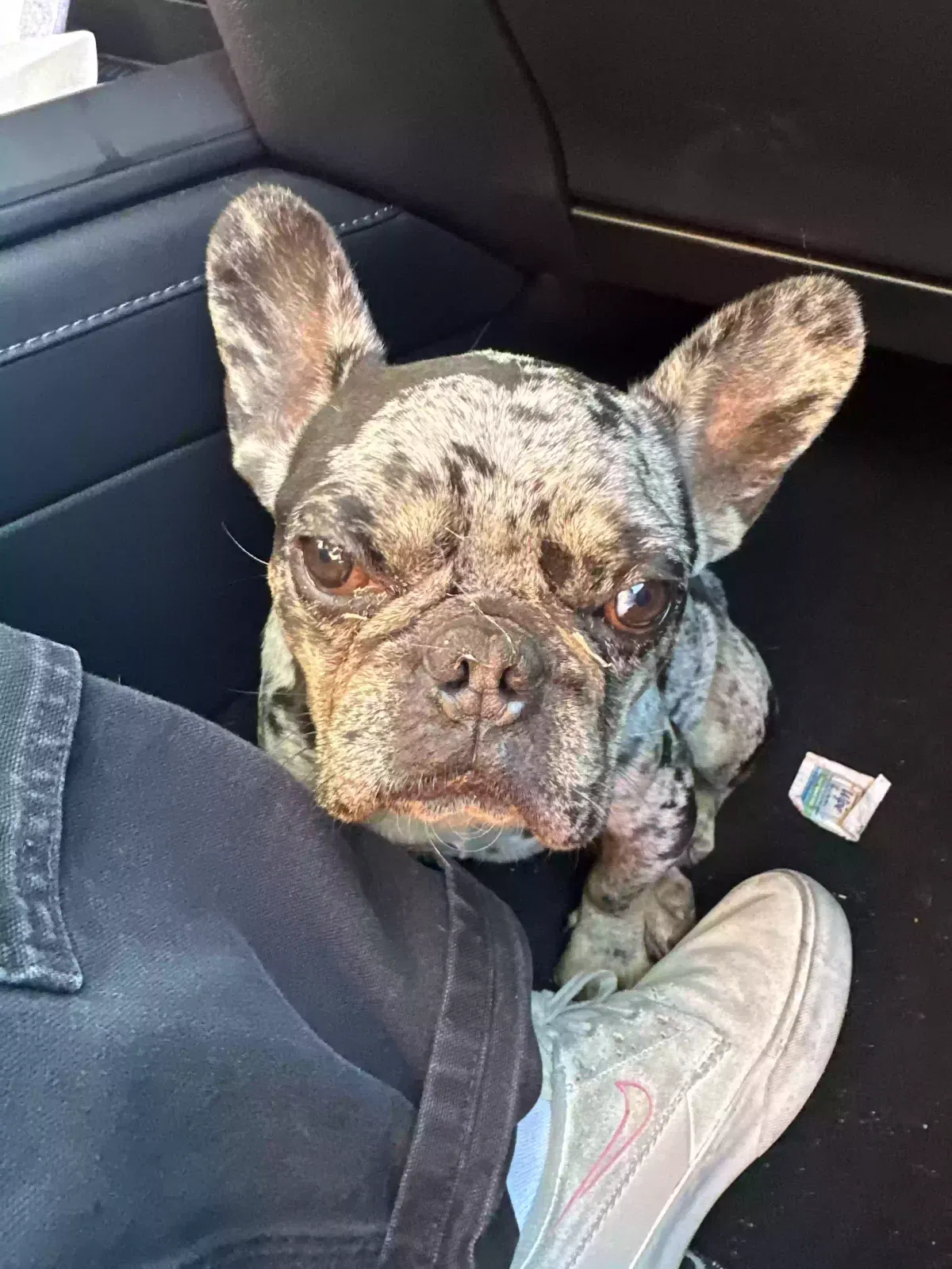 Found dog in Whittier, CA, 90602