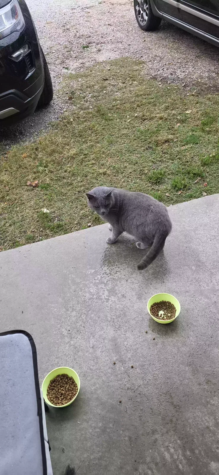 Found cat in Harrison, AR, 72601