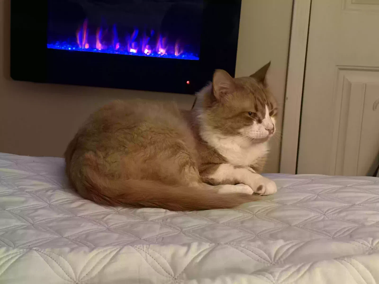 Lost cat in Church Hill, TN, 37642