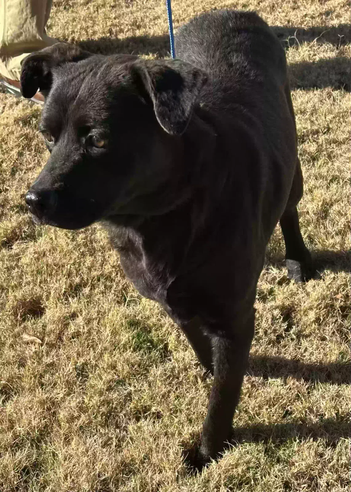 Found dog in Anderson, SC, 29621