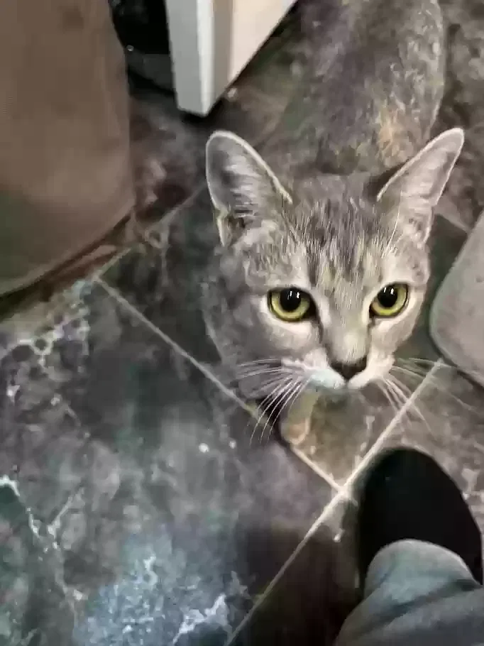 Found cat in Brady, TX, 76825