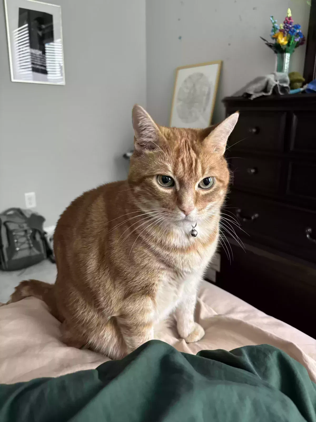 Lost cat in Duluth, GA, 30097