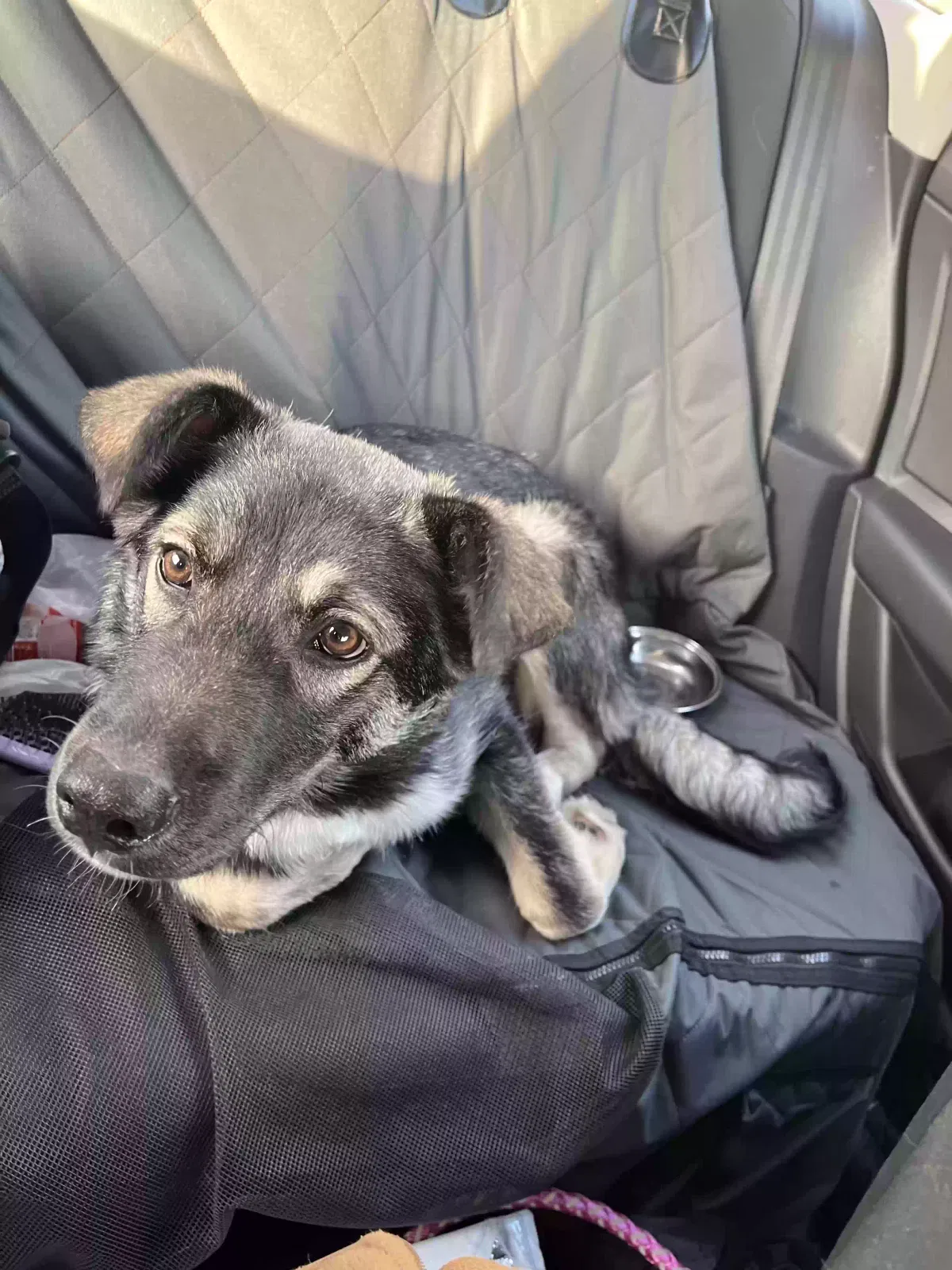 Found dog in Mckinney, TX, 75071