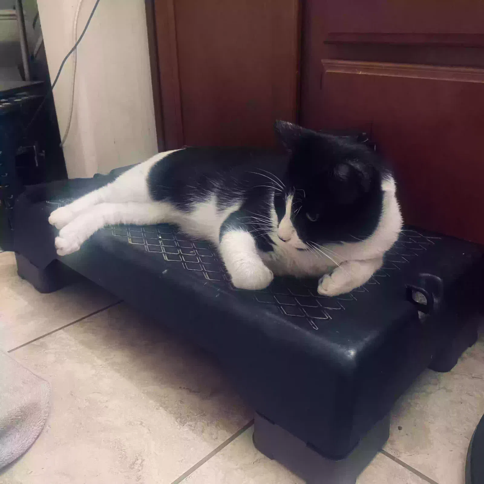 Found cat in Tucson, AZ, 85706