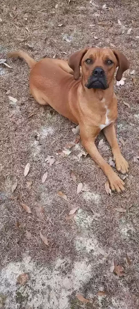 Found dog in Gaston, SC, 29053