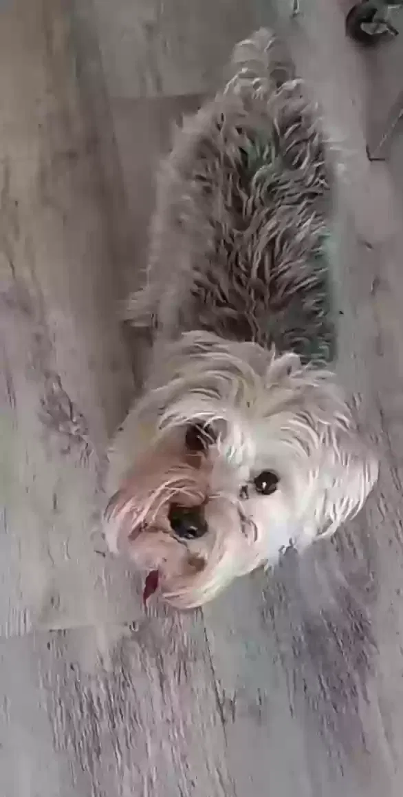 Lost dog in Desert Hot Springs, CA, 92240