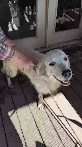 Found dog in Whitehouse, TX, 75791