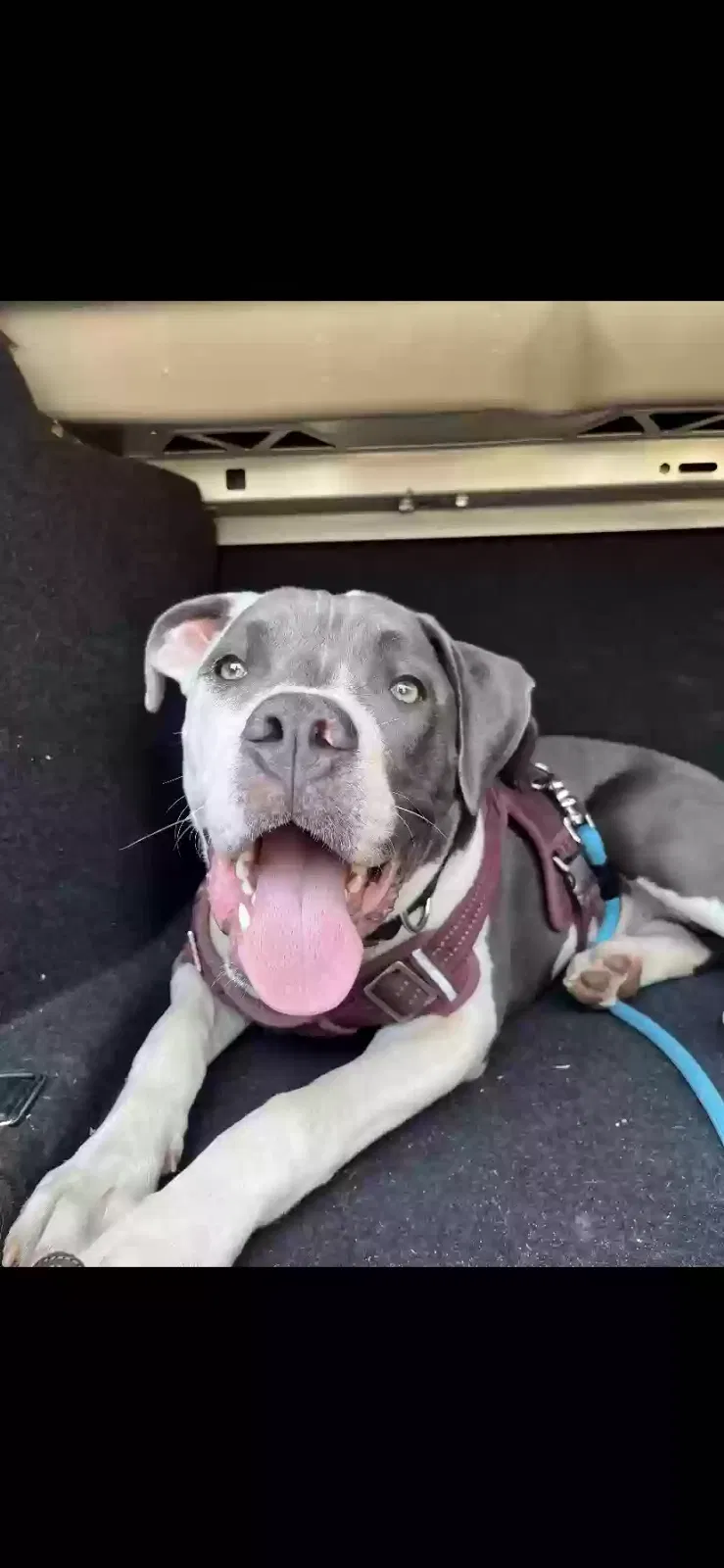 Lost dog in Dolan Springs, AZ, 86441